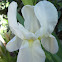 White Flag Iris