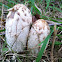 Inky cap