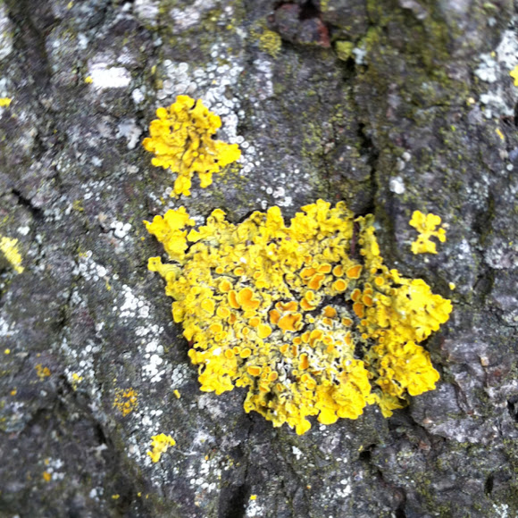Spotting Image 1