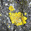 Common orange lichens