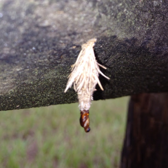 Spotting Image 1