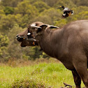 Javan Myna