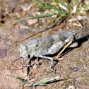 Carolina Locust - Grasshopper