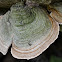 false turkey tail