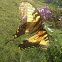 Eastern Tiger Swallowtail