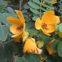 Singapore Shower tree
