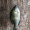 Sun fish