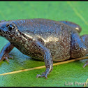 Eastern Narrow-mouthed Toad