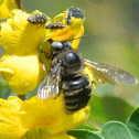 Carpenter bee