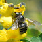 Carpenter bee
