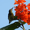 Purple Sunbird(Female)