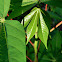 cassava, manioc, singkong