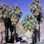 Desert fan palm