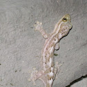 Geco escorpion