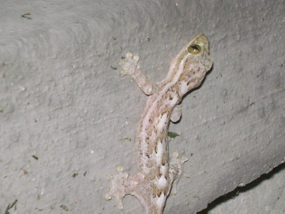 Spotting Image 1