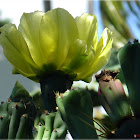 Eastern Prickly Pear