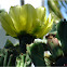 Eastern Prickly Pear