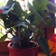 Anthurium
