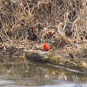 Northern Cardinal