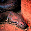Rock Python