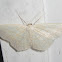 Large Lace-border (enucleata form)
