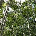 Yellow Birch