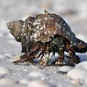 Hermit Crab