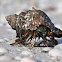 Hermit Crab