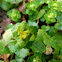 Golden Saxifrage, Wechselblättriges Milzkraut