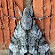 Privet Hawk Moth
