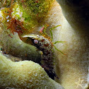 Eyespot Shrimp