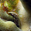 Eyespot Shrimp