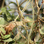 Oriental Garden Lizard