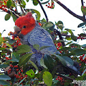 Gang Gang Cockatoo