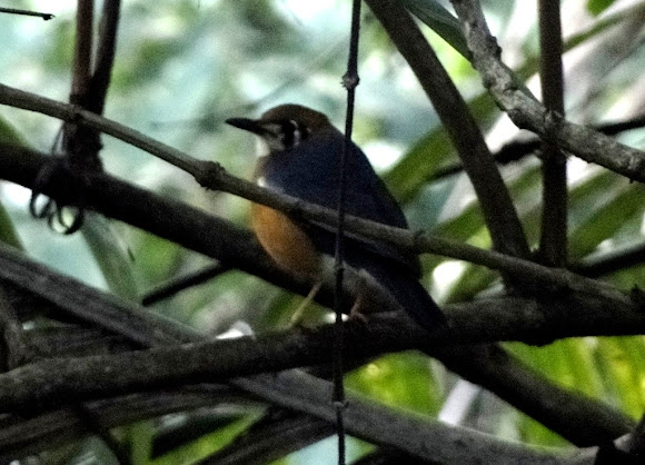 Spotting Image 1