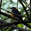 Orange-headed Thrush (female)