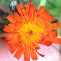 Orange hawkweed