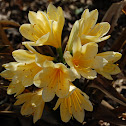 Bush Lily