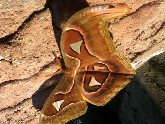 Spotting Image 1