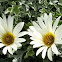 African daisy
