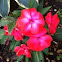 Impatiens