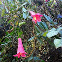 Copihue