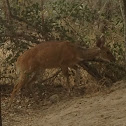 Bushbuck