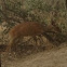 Bushbuck