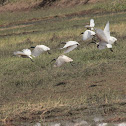 Oriental White Ibis
