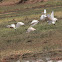 Oriental White Ibis