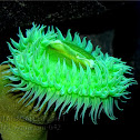 Sea Anomone