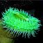 Sea Anomone
