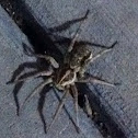 Wolf Spider