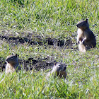 California Ground Squirrel